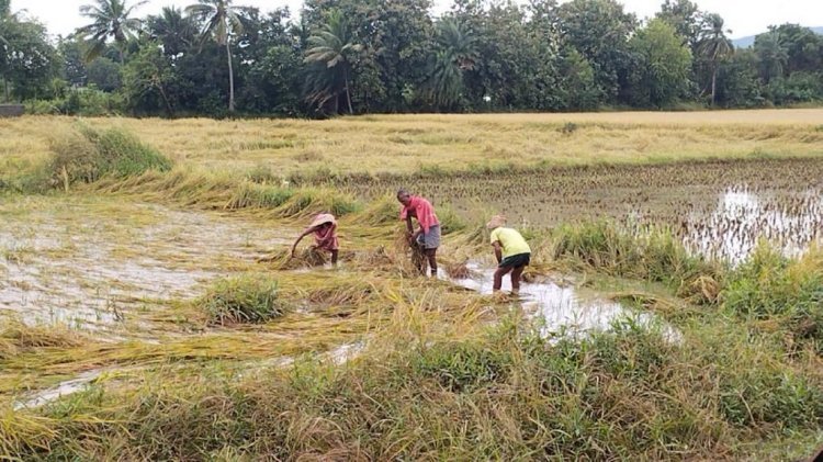 Paddy yield likely to decline by 20 per cent in Bihar due to less rainfall; situation in Jharkhand worse