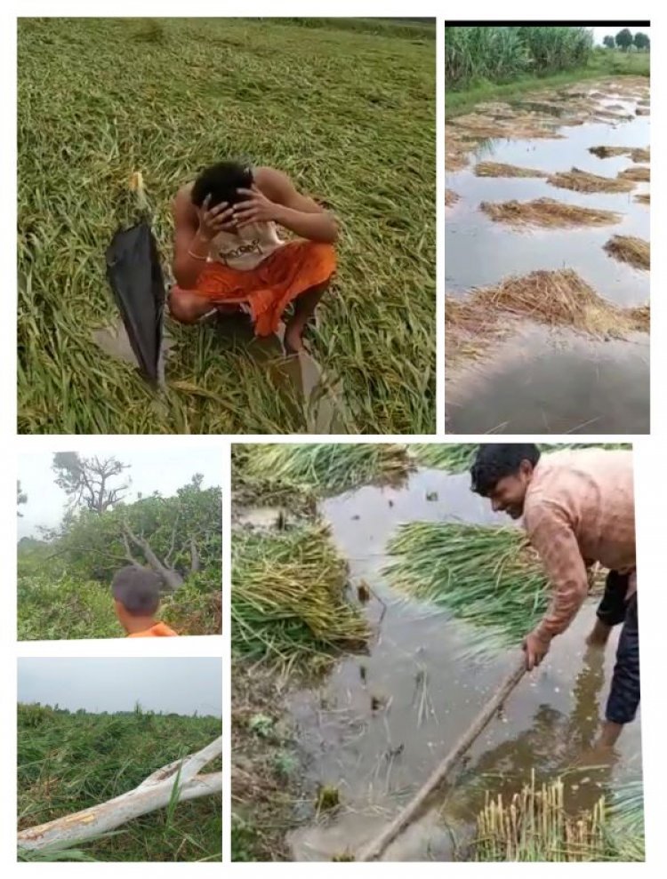 Rain hits early variety of paddy; damage to sugar cane, bajra and vegetables too