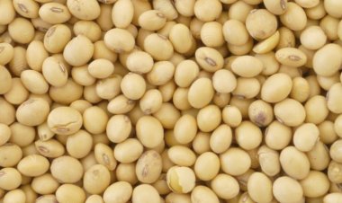 Farmers disappointed due to soyabean prices being less than last year, cheap edible oil imports main reason