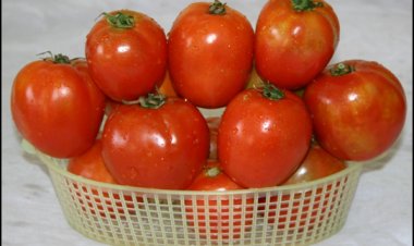 The way fruits ripen: Role of genes