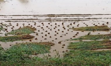 Rain damages sesame and vegetable crops along with paddy; Rabi sowing too to get delayed