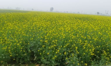 HTBt cotton and GM mustard set to get GEAC approval; first for any GM crop in 20 years
