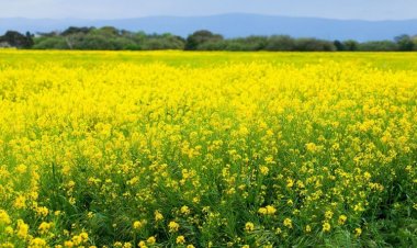 India's biotech regulator nod for release of GM mustard; SJM, green groups angry
