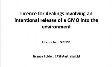 Commercial release of Indian mustard genetically modified for herbicide tolerance authorized in Australia