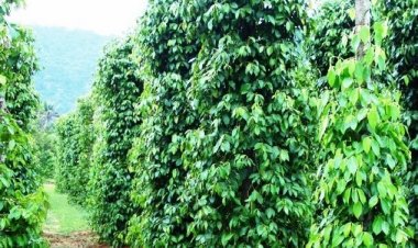 Flipkart Kirana, Spices Board join hands to train spice cultivators