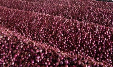 Know your onions: Cheers to govt, tears to farmers