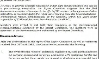 GEAC recommends environmental release of GM mustard