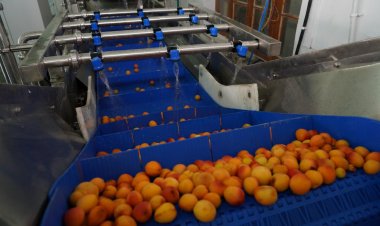 India exports apricots to Singapore, Mauritius, Vietnam