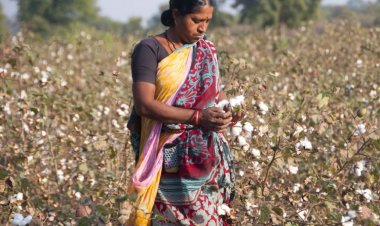 Govt working to boost cotton yields, pilot project launched