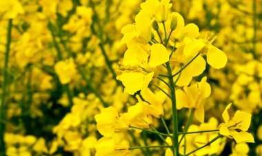 Not one but many compelling evidences in favour of GM mustard
