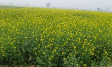 Release of GM mustard: A progressive decision