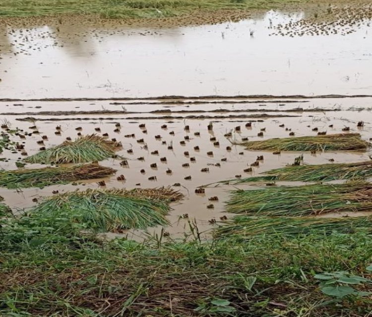 Rain damages sesame and vegetable crops along with paddy; Rabi sowing too to get delayed