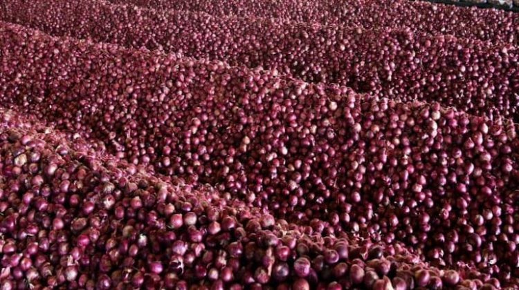 Know your onions: Cheers to govt, tears to farmers