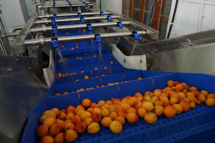India exports apricots to Singapore, Mauritius, Vietnam