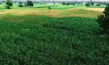 IFC invests in Crystal Crop to fund growth in affordable, green crop solutions