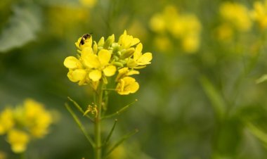 Opposition to GM crops based on unfounded fears: Govt