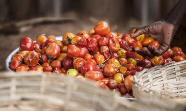 Lack of effective refrigeration directly results in loss of 526mn tonnes of food production: UN report