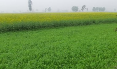More area under wheat and mustard in current Rabi season than last year