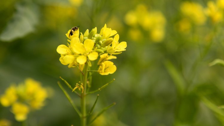 Nod to GM Mustard -a step towards accelerating agriculture advancement