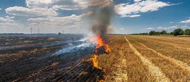 Significant drop in farm fire cases in Punjab, Haryana this year: CAQM