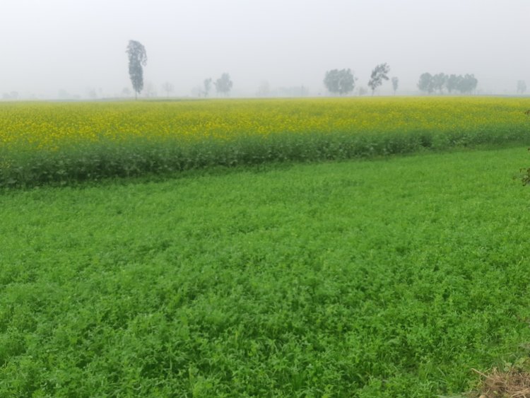 More area under wheat and mustard in current Rabi season than last year