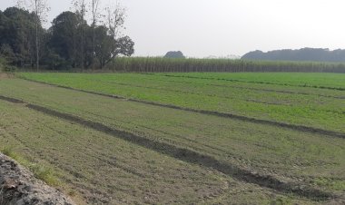 Wheat sowing up 5.36% in rabi season so far