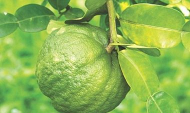 After Tripura jack fruit, Mizoram citrus on way to UK
