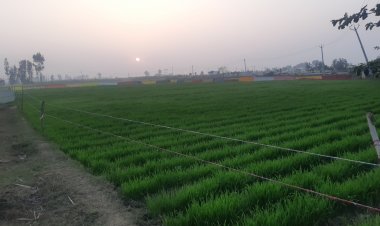 Wheat sowing up 25 per cent this Rabi season; wholesale price of wheat also rises