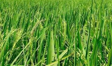 Cultivation of short-duration varieties of rice for straw management
