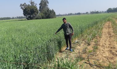 Wheat sowing up 3pc this rabi season; oilseeds area up 8pc