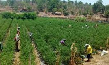 SAIF Bootcamp facilitates deals between agtech start-ups and farmers collectives at KISAN Agri Show in Pune