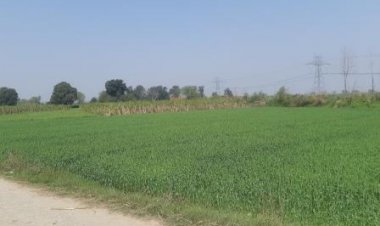 Wheat acreage up 3.59 pc till Dec 30; crop prospects bright