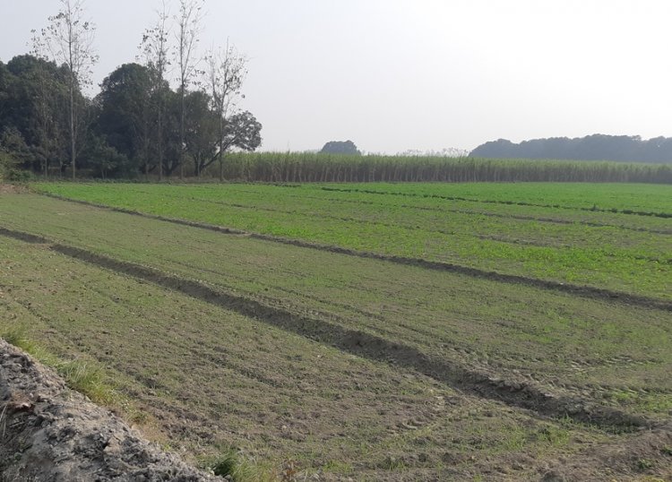 Wheat sowing up 5.36% in rabi season so far