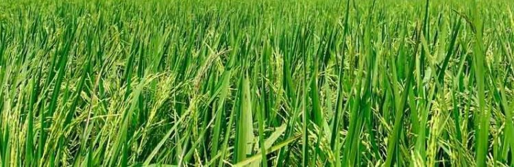 Cultivation of short-duration varieties of rice for straw management