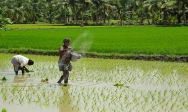 Urea import price reaches $530, shortage increases due to domestic stock being 49 lakh tonnes less than last year