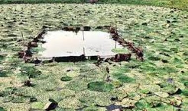 Road ahead for farmers disappointed with makhana; sowing to start in Feb