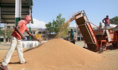 Wheat weaving a story of farmers shrugging MSP, putting Govt in tight spot