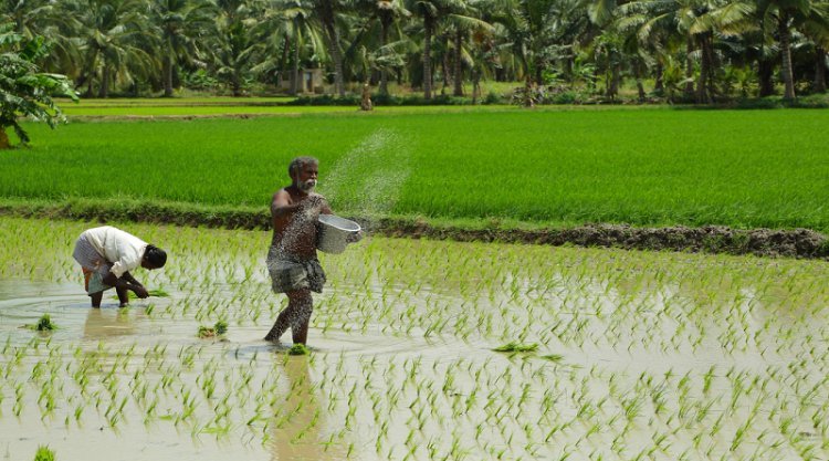 Need for change in subsidy policy to rein in skewed fertilizer consumption