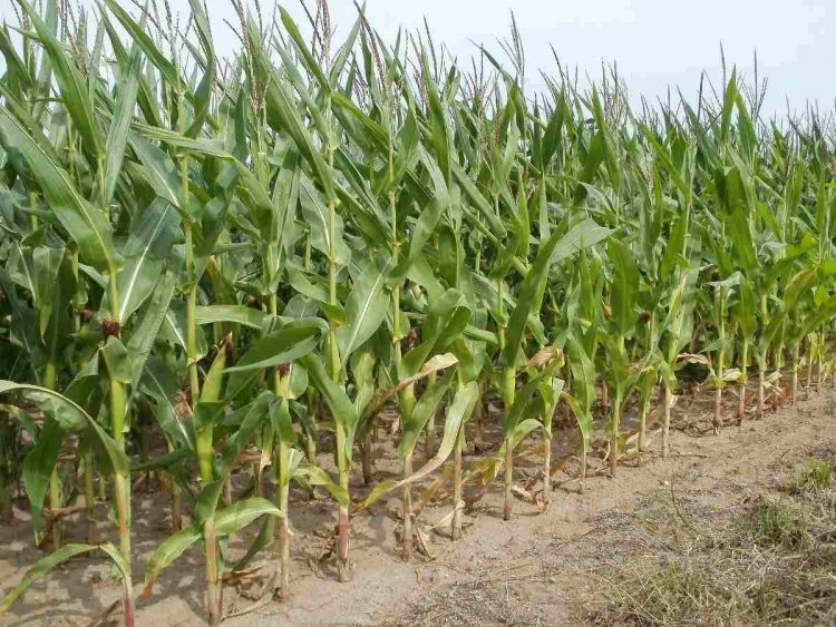 Climate change to hit farm output, pose threat to food security