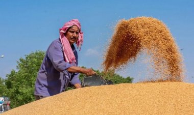 Foodgrain output seen at record 323.55 million tonnes in 2022-23 crop year; wheat output at 112 mn tonnes