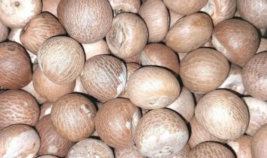Import price of arecanut hiked by Rs 100, to help domestic market maintain stability