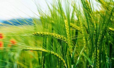 IMD forecast of normal rains in Jan-Feb-Mar raises hopes for better wheat crop during rabi