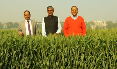 Climate-smart wheat variety developed by ICAR will  beat the heat