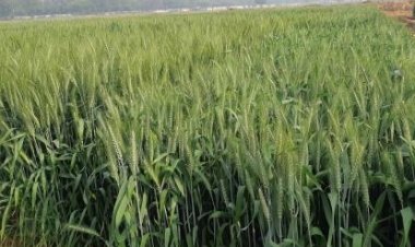 El Nino fear:  Govt to bring 60pc Rabi wheat area under climate resilient varieties