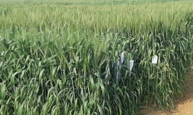 Wheat production likely to hit record: Global, domestic prices fall - good for govt, not farmers