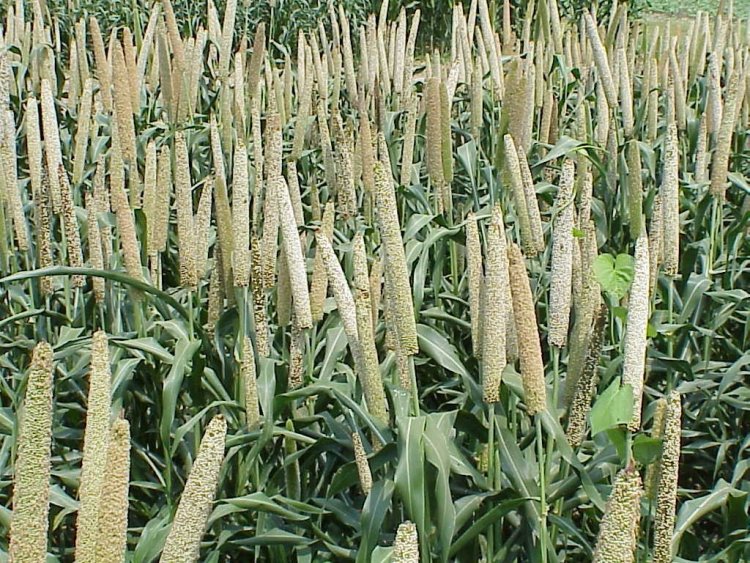 Exports of Millet to get a boost