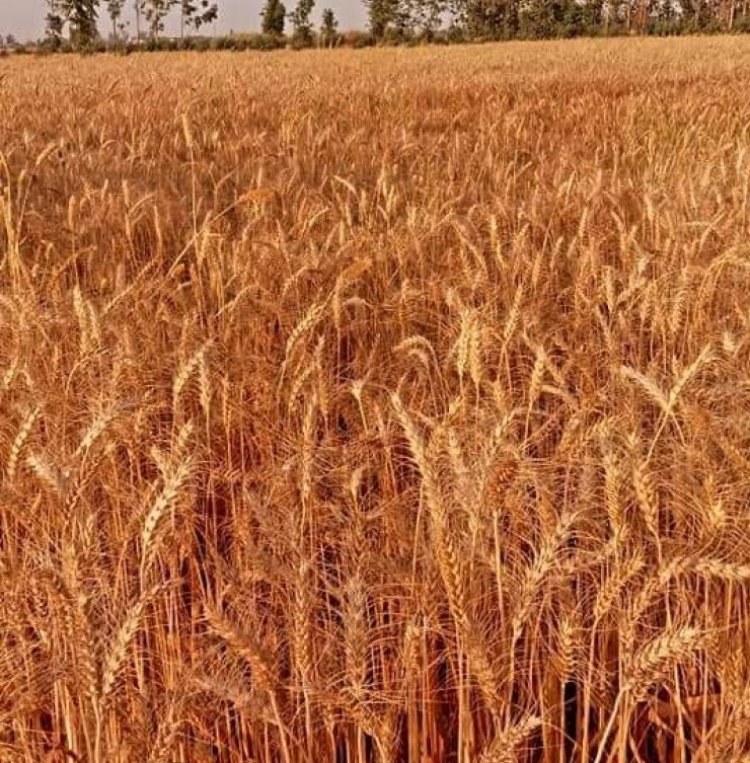 Rising temperatures cast shadow on wheat output, but IARI says don't worry