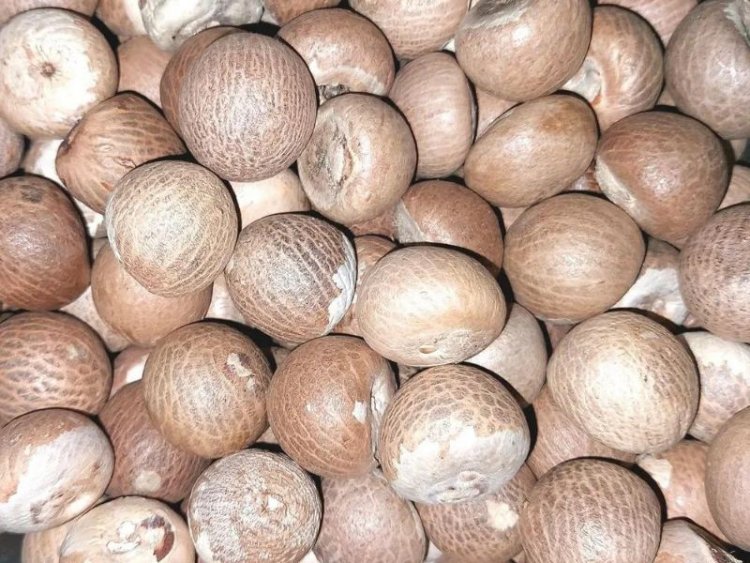 Import price of arecanut hiked by Rs 100, to help domestic market maintain stability
