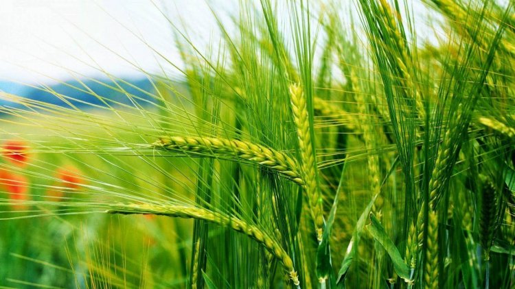 Govt. set up a panel to study impact of temperature on wheat crop