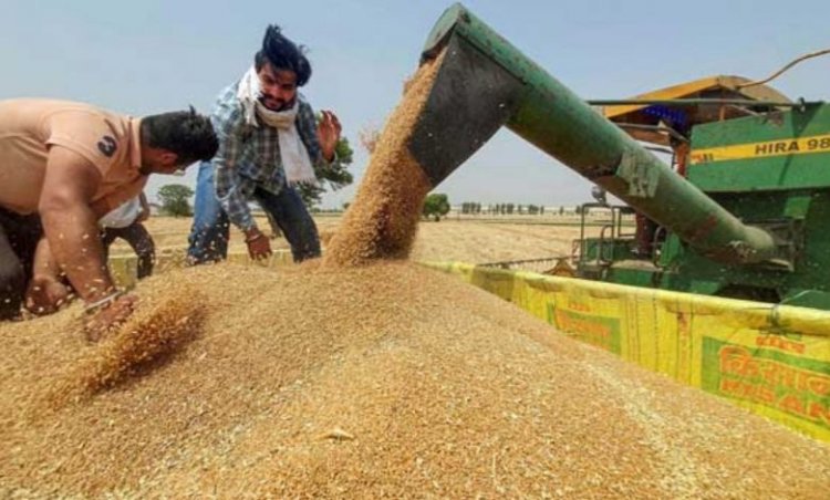 Roller Flour Millers’ body wants ban on exports of wheat, wheat products to stay